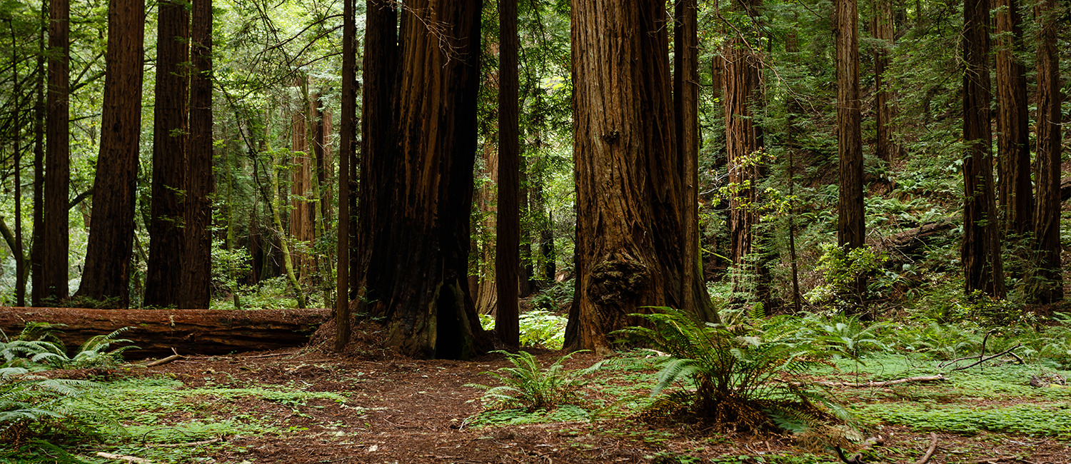 Explore Nearby Attractions Like Muir Woods National Monument